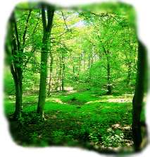 View of Mersey Forest